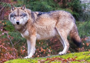 Grey_wolves_in_Bavarian_Forest_National_Park_(cropped)