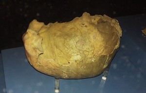 Gough's_Cave_skull_potentially_evidencing_cannibalism