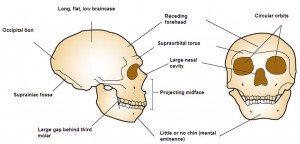 Neanderthal_cranial_anatomy