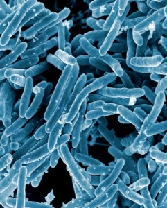 Mycobacterium_tuberculosis_Bacteria_(16843981465)
