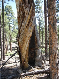 Foto del 2012 di albero colpito dal fuoco. Credit: TJ Ferguson, U Arizona