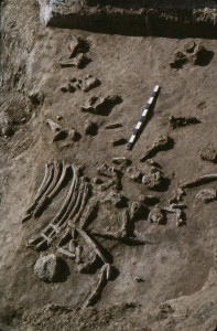 Resti di mammuth ucciso da umani, presso LaPrele Creek nella Contea di Converse, Wyoming, 13.000 anni fa circa. Credit: Danny Walker and Wyoming State Archaeologist's Office Photo