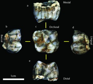 Il nuovo molare ritrovato nelle Grotte di Sterkfontein. Credit: Jason Heaton
