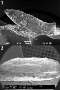 1) Immagine SEM di replica in silicone del punteruolo del mais; 2) Immagine SEM di replica in silicone di fagiolo di soia. Credit: Prof. Hiroki Obata