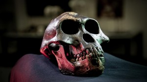 Calco del cranio di Lucy, Australopithecus afarensis, dall'Etiopia. Credit: David Hocking
