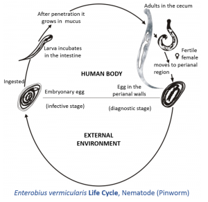 Enterobius_vermicularis_life_cycle.tif