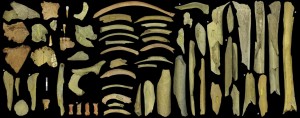 La collezione di ossa di Neanderthal dalla terza grotta di Goyet, con il coinvolgimento di almeno 5 individui. Quelle con asterisco daterebbero tra 40.500 e 45.500 anni fa. Credit: Asier Gómez-Olivencia et al.