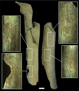 Diverse categorie di modificazioni antropogeniche su ossa di Neanderthal a Goye. Il Femore I è stato usato come percussore per modellare la pietra, mentre il Femore III mostra i segni di attività di macellazione, oltre ai segni di utilizzo per ritoccare i bordi di strumenti litici. Credit: Asier Gómez-Olivencia et al.