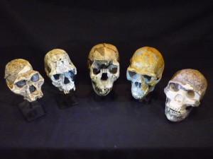 Calchi di teschi di ominidi. Da sinistra: Australopithecus afarensis, Homo habilis, Homo ergaster, Homo erectus e Homo neanderthalensis. Photo credit: Roger Seymour. Calchi fotografati nel South Australian Museum.
