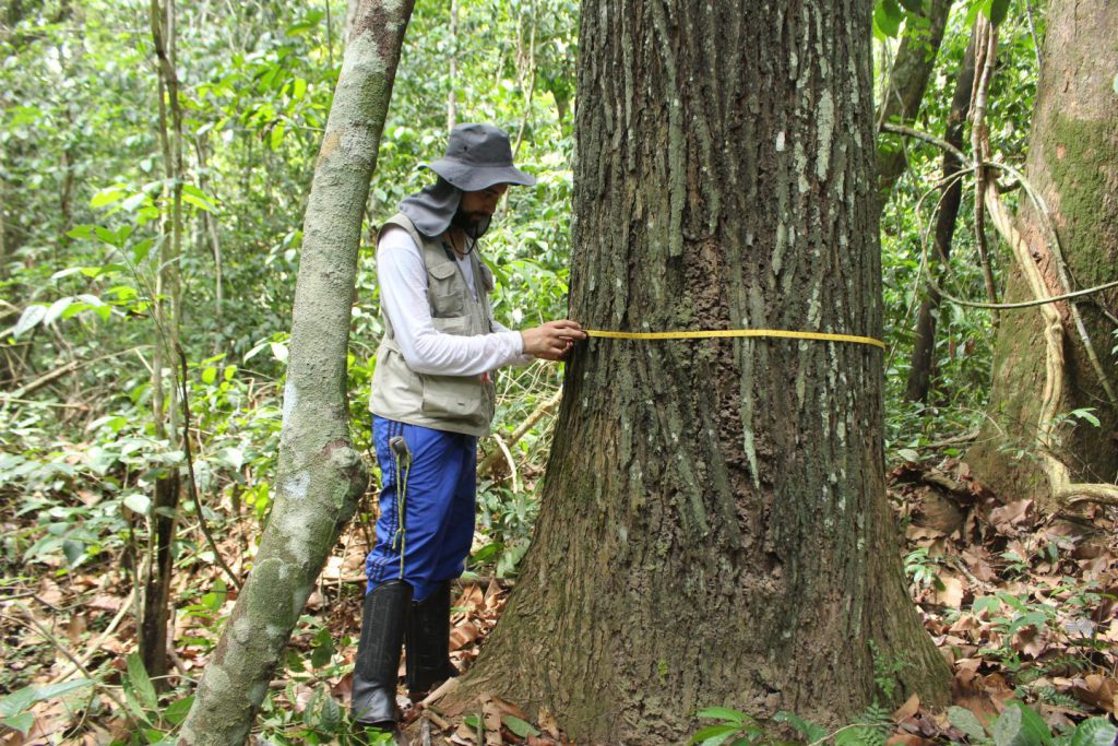 Amazonia tree rings dendrochronology Brazil nut tree