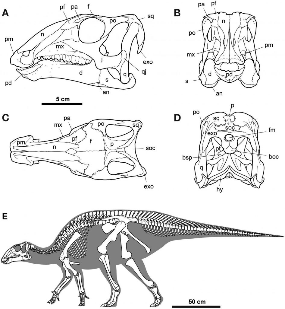 Gobihadros mongoliensis Hadrosauridae Mongolia dinosaurs