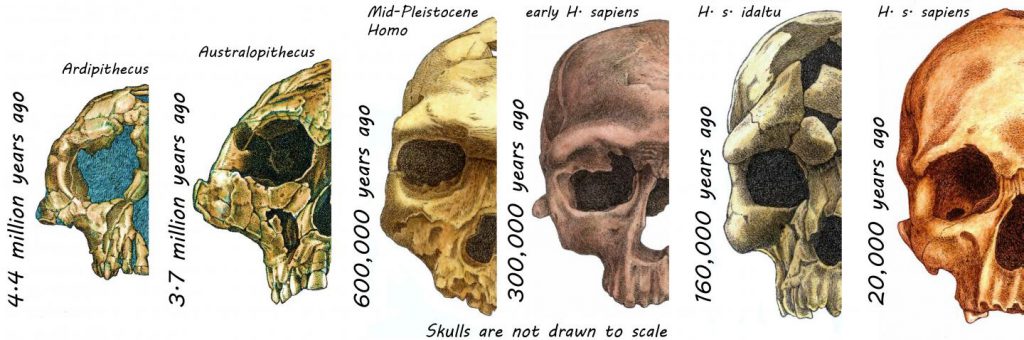 human face hominins evolution