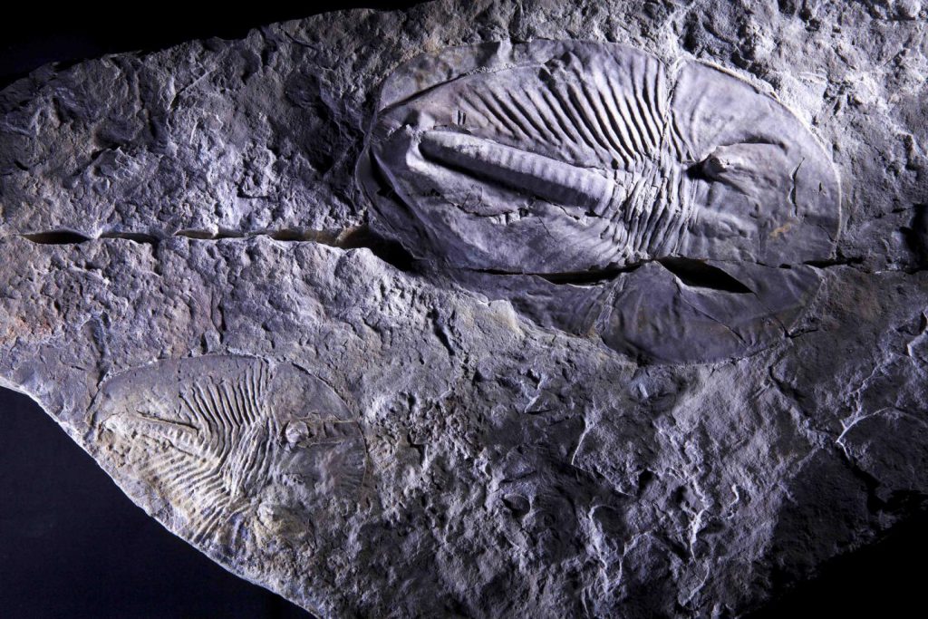 Cambrian explosion oxygen