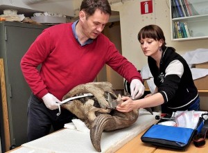 Rafał Kowalczyk ed Emilia Hofman-Kamińska dal Mammal Research Institute PAS, misurano e prendono campioni dal teschio di un bisonte nello Zoological Museum dell'Università di Lund. Foto di T. Kamiński