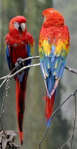 Scarlet_Macaw