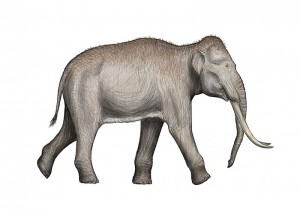 800px-Elephas-antiquus
