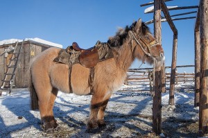 A_Yakutian_horse_(9762345674)