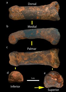 L'osso del dito ritrovato nelle Grotte di Sterkfontein. Credit: Jason Heaton