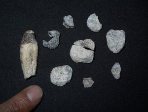 Denti fossili di 8 milioni di anni fa di Chororapithecus abyssinicus. Credit: Gen Suwa