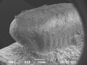Immagine al microscopio elettronico a scansione di una replica al silicone di ovoteca di scarafaggio. Credit: Prof. Hiroki Obata