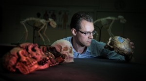 Il dott. Alistair Evans, della Monash University, esamina calchi di crani di ominidi. Credit: David Hocking