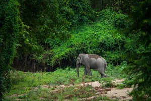 Elephas_maximus,_(wild)_Asian_elephant_-_Huai_Kha_Khaeng_(20497002282)
