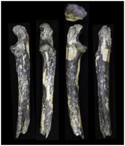 Un team internazionale ha ritrovato denti fossili e ossa dell'avambraccio da un adulto e due bambini di Australopitecus afarensis, presso il fiume Kantis vicino Ongata-Rongai, insediamento alla periferia di Nairobi. Credit: Masato Nakatsukasa / Kyoto University