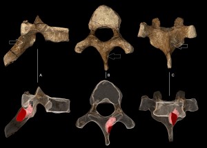 Vertebra di giovane Australopithecus sediba. Credit: Paul Tafforeau (ESRF)