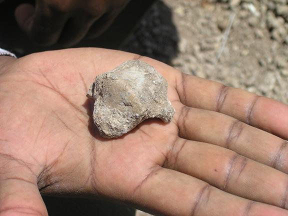 hominins fossils bipedalism Ardipithecus ramidis Afar Regional State Ethiopia