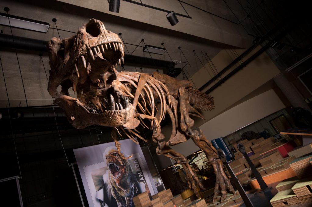 biggest Tyrannosaurus rex Canada