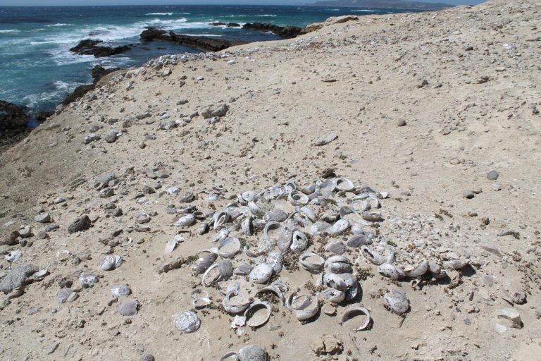 Scientists measure extent of recovery for critically endangered black