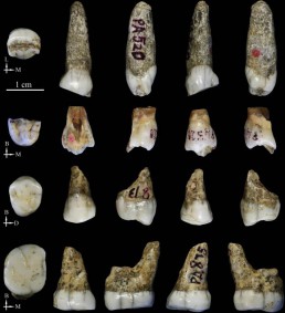 Tongzi hominids China Late Middle Pleistocene