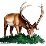 ungulati erbivori clima