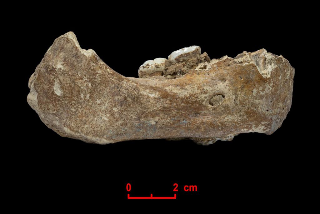 Denisovans Tibetan Plateau Baishiya Karst Cave Xiahe mandible