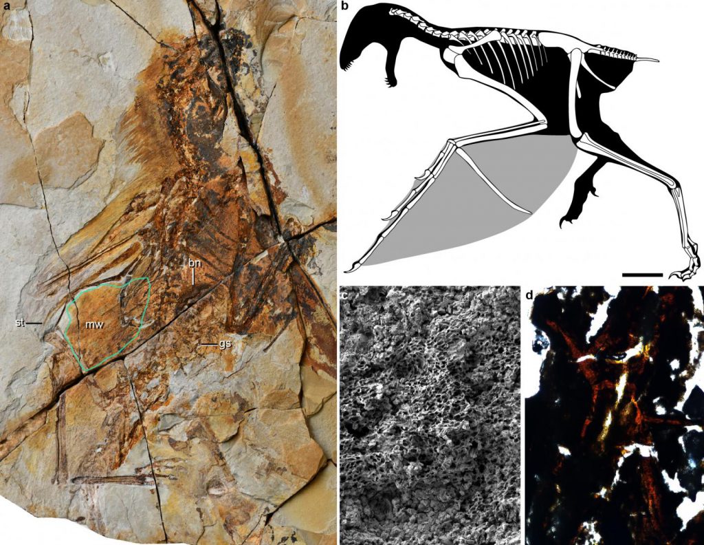 origin of flight Ambopteryx longibrachium