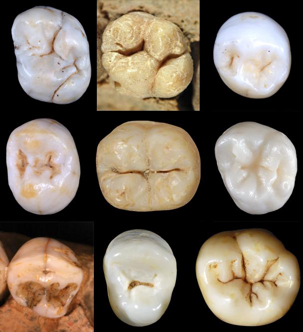 Neanderthals diverged teeth