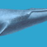 balena di Matera Balaenoptera cf. musculus di Matera