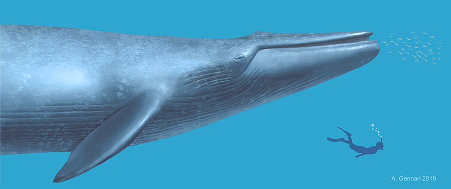 balena di Matera Balaenoptera cf. musculus di Matera