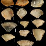 Neandertals underwater clam shells