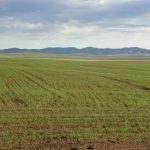 millets Mongolia
