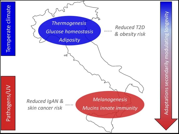 italian genetic