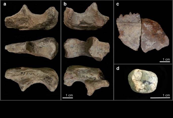 Homo cambios climáticos Mille-Logya