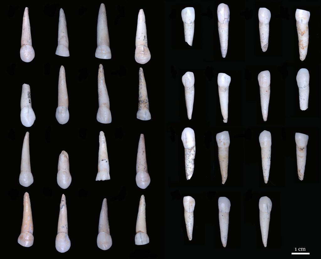 dentition Sima de los Huesos sexual dimorphism