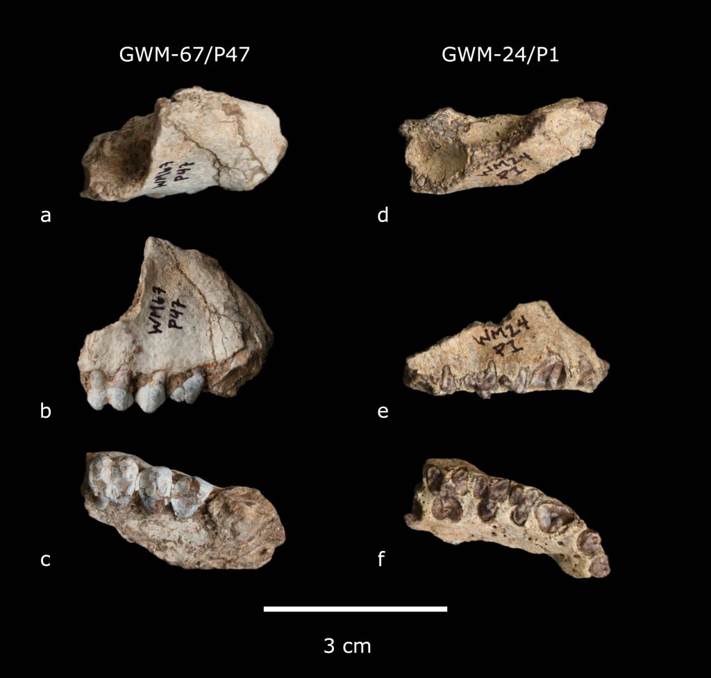 Gona primate Pliopapio alemui and Kuseracolobus aramisi