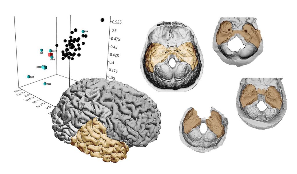 temporal lobes erectus sapiens ergaster