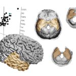 lóbulos temporales erectus sapiens