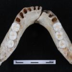 molar size hominins