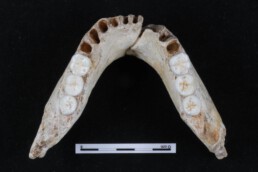 molar size hominins