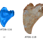 Homo antecessor hombros