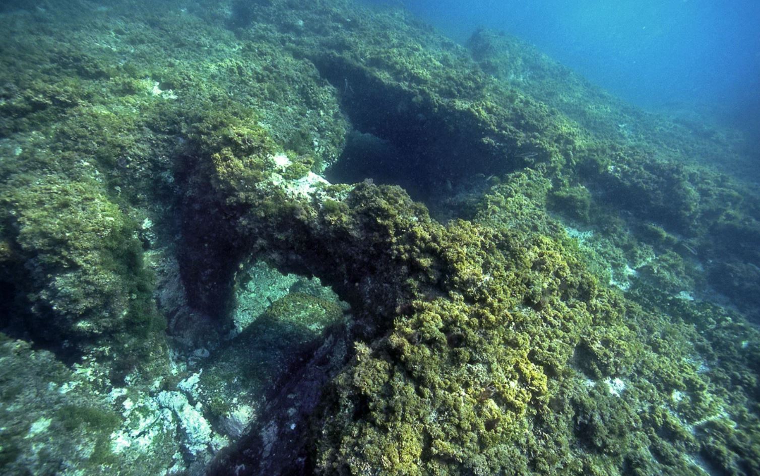 gaiola